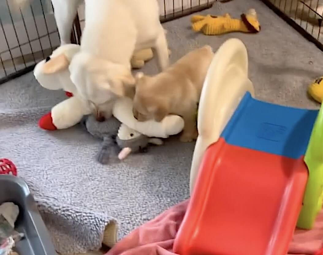 ラブラドールレトリーバー,動画