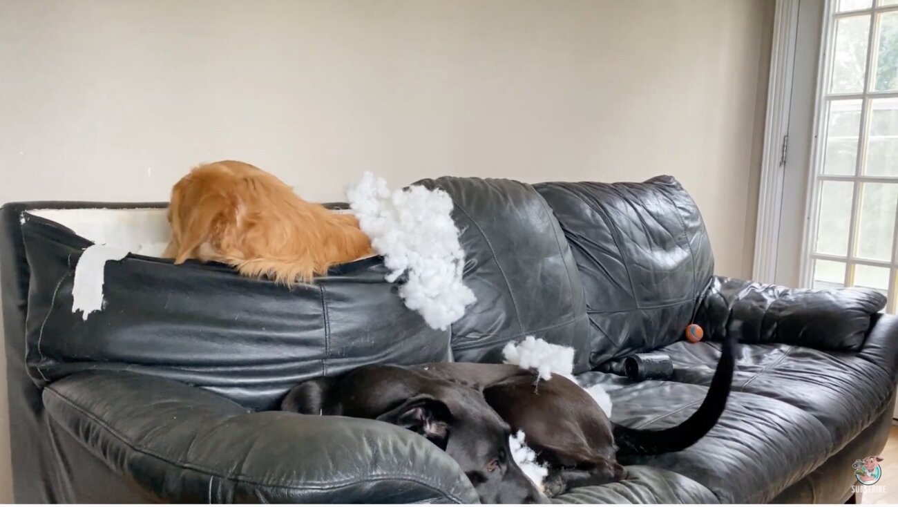 ゴールデンレトリーバー,動画