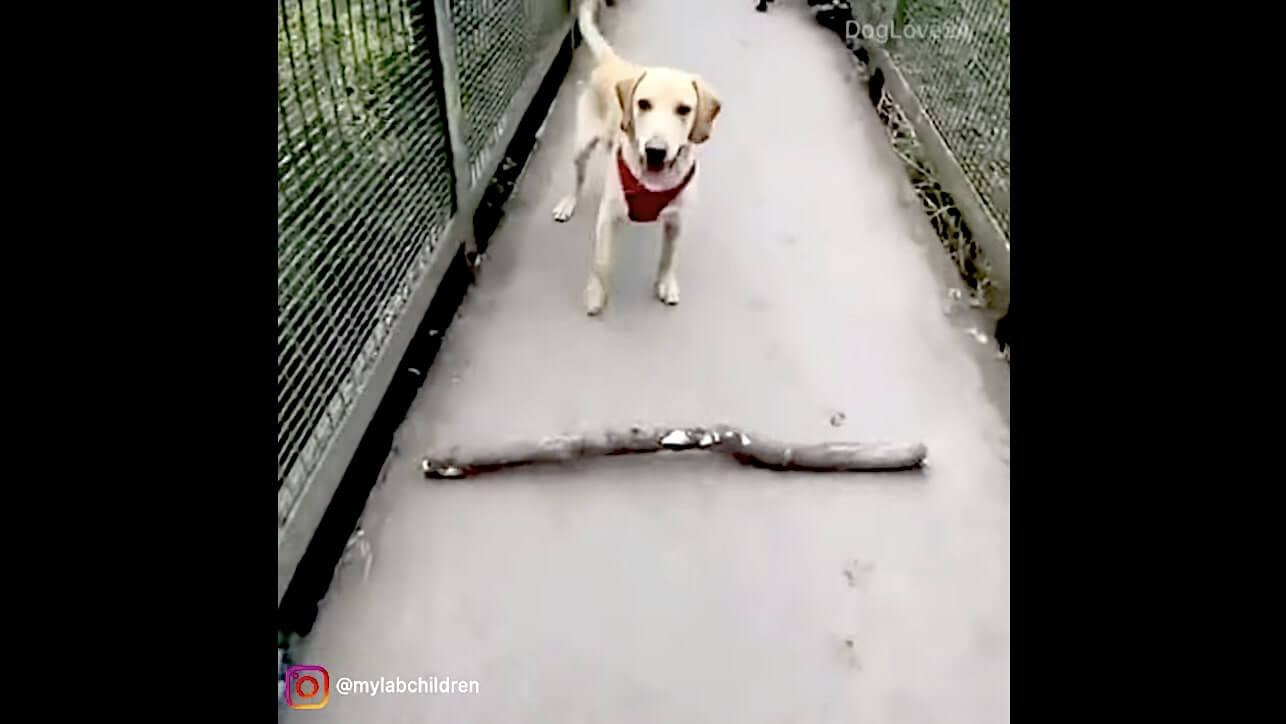 ラブラドールレトリーバー,動画