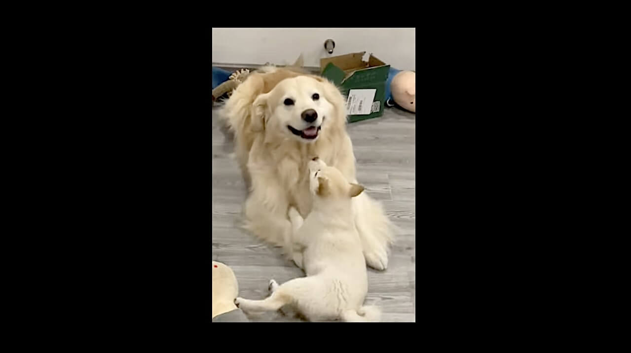 ゴールデンレトリーバー,動画