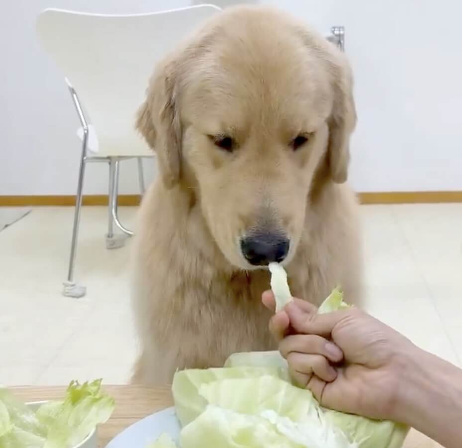 ゴールデンレトリーバー,動画