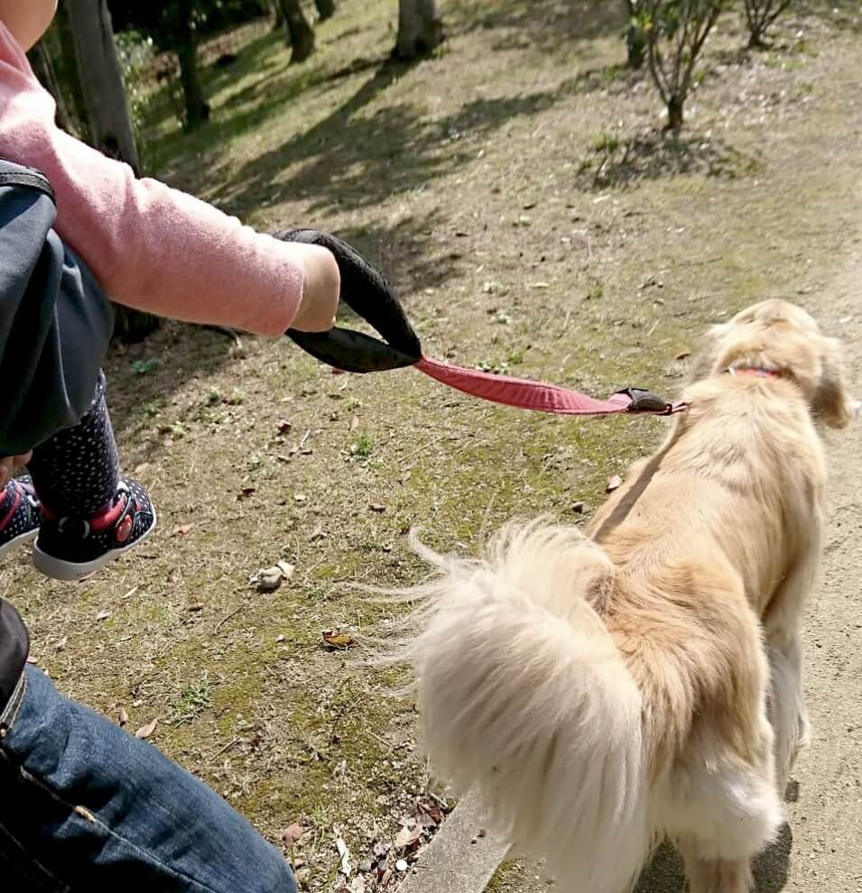 ゴールデンレトリーバー,動画