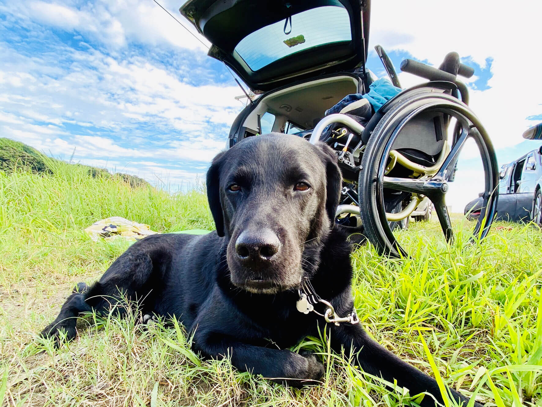 ラブラドール,介助犬,パラサーファー