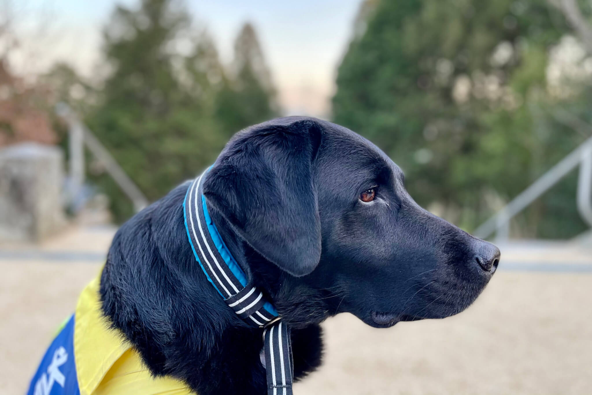 ラブラドール,介助犬,パラサーファー