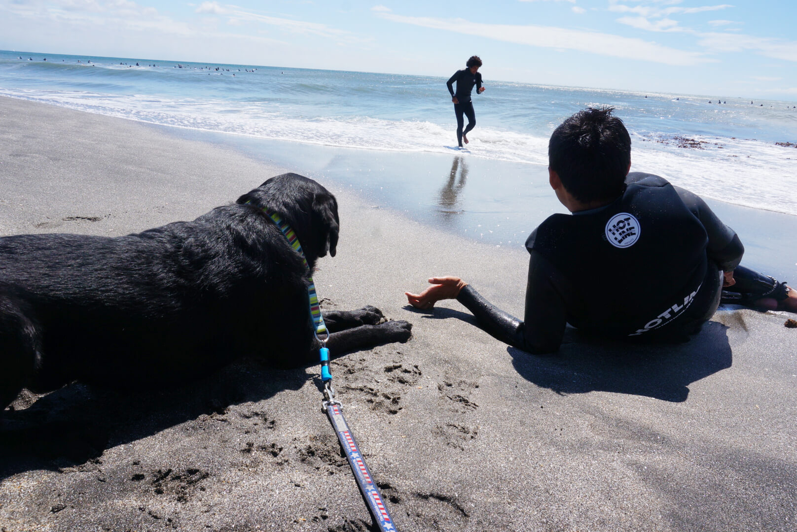 ラブラドール,介助犬,パラサーファー