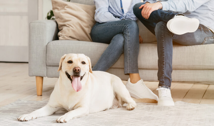 レトリーバー,クラブハウス,SNS