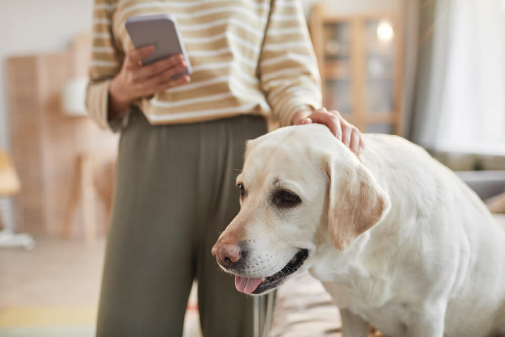 レトリーバー,クラブハウス,SNS