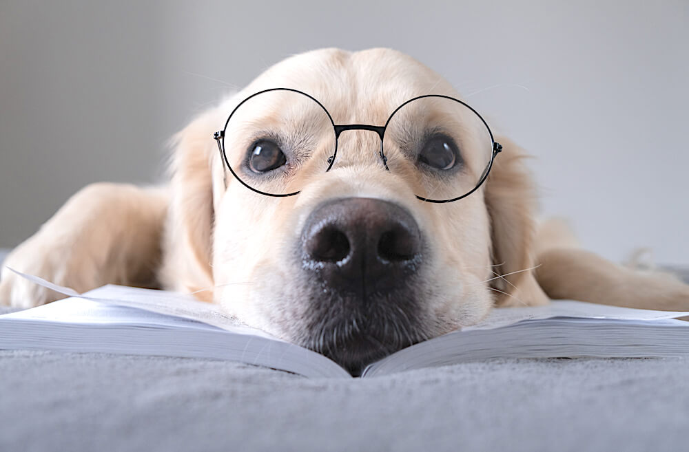 レトリーバー,クラブハウス,SNS