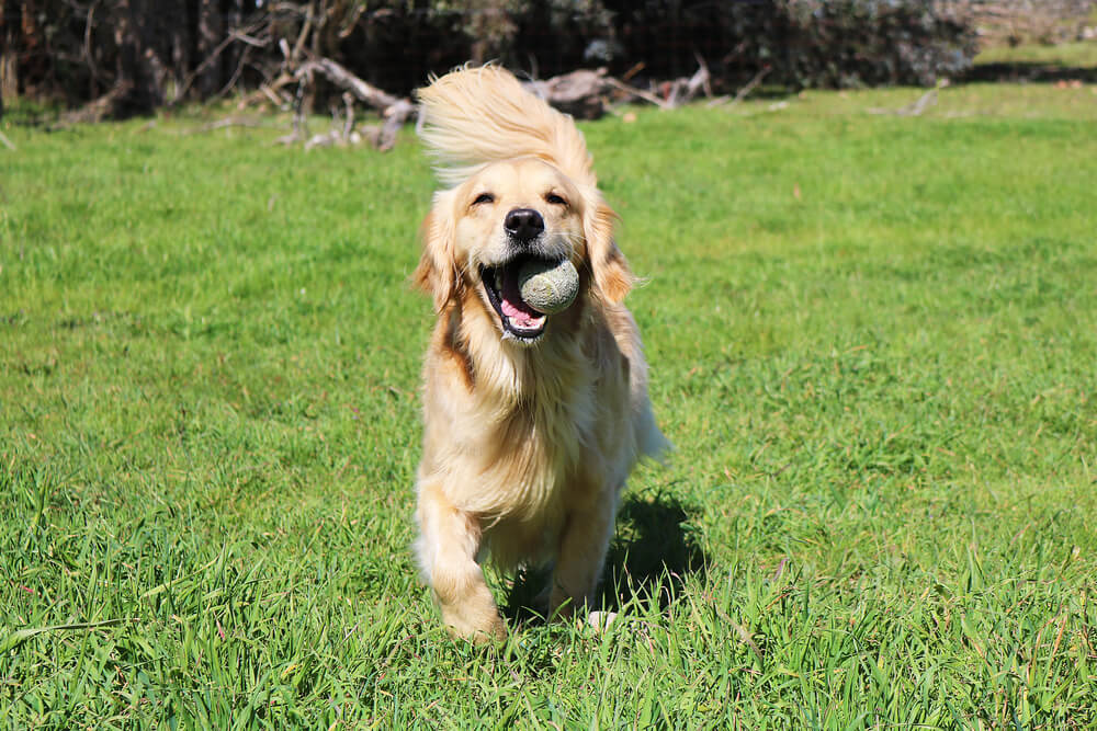 レトリーバー,クラブハウス,SNS