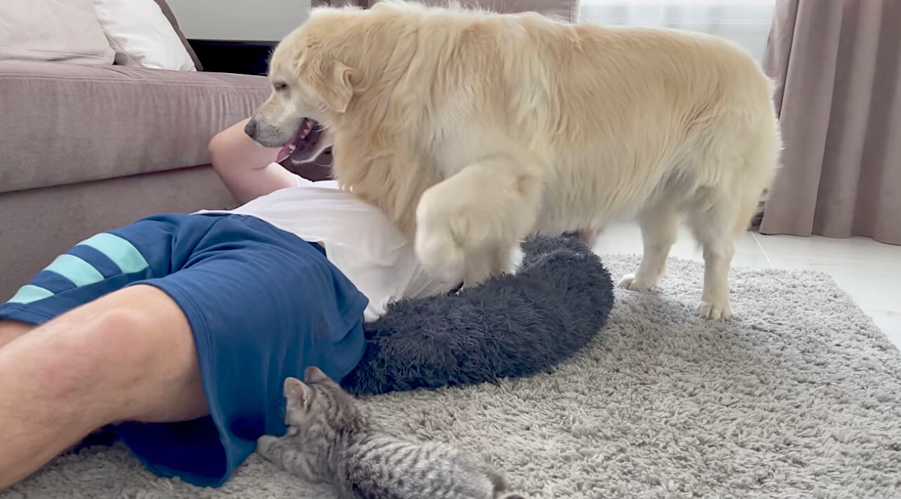 ゴールデンレトリーバー,動画