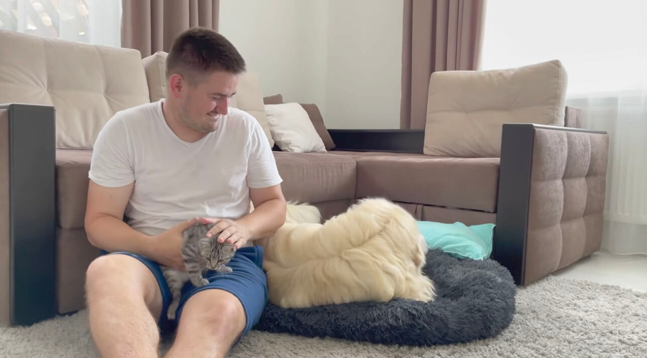 ゴールデンレトリーバー,動画