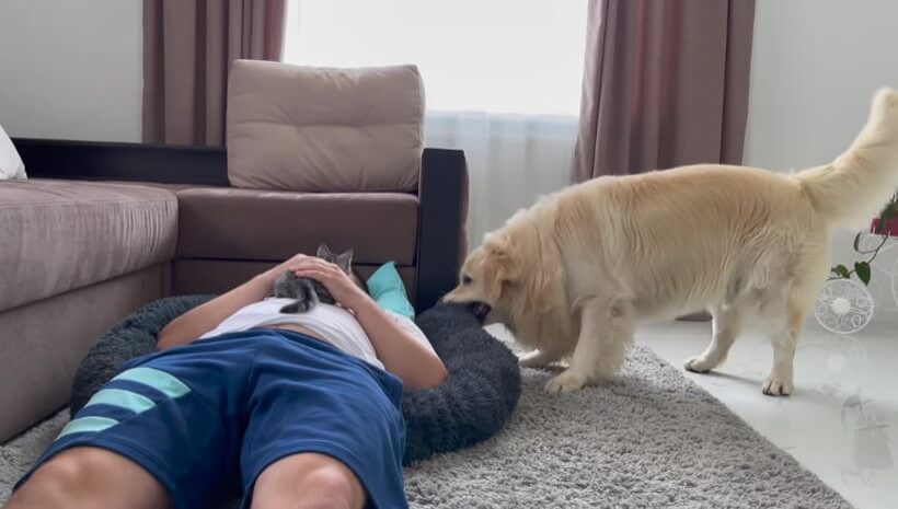 ゴールデンレトリーバー,動画