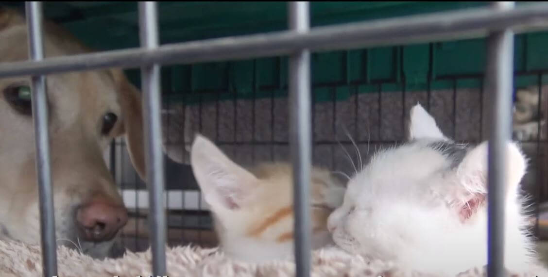 ラブラドールレトリーバー,動画