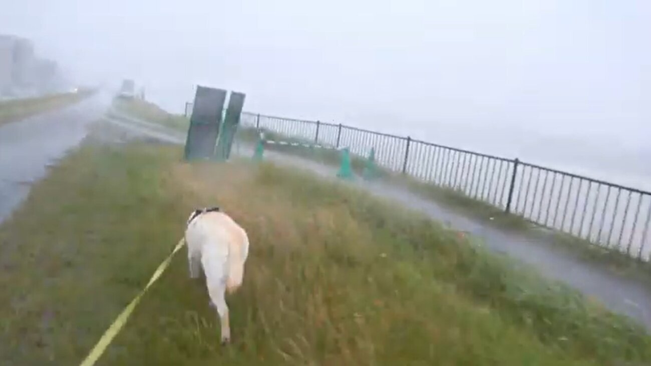 ラブラドールレトリーバー,動画