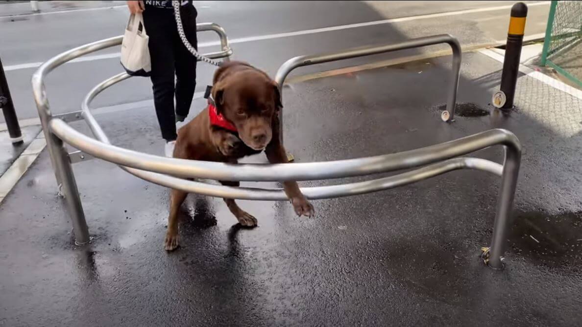 ラブラドールレトリーバー,動画