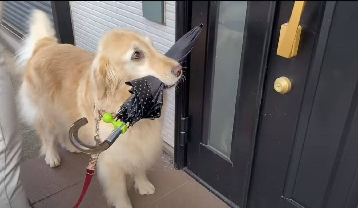 ゴールデンレトリーバー,動画