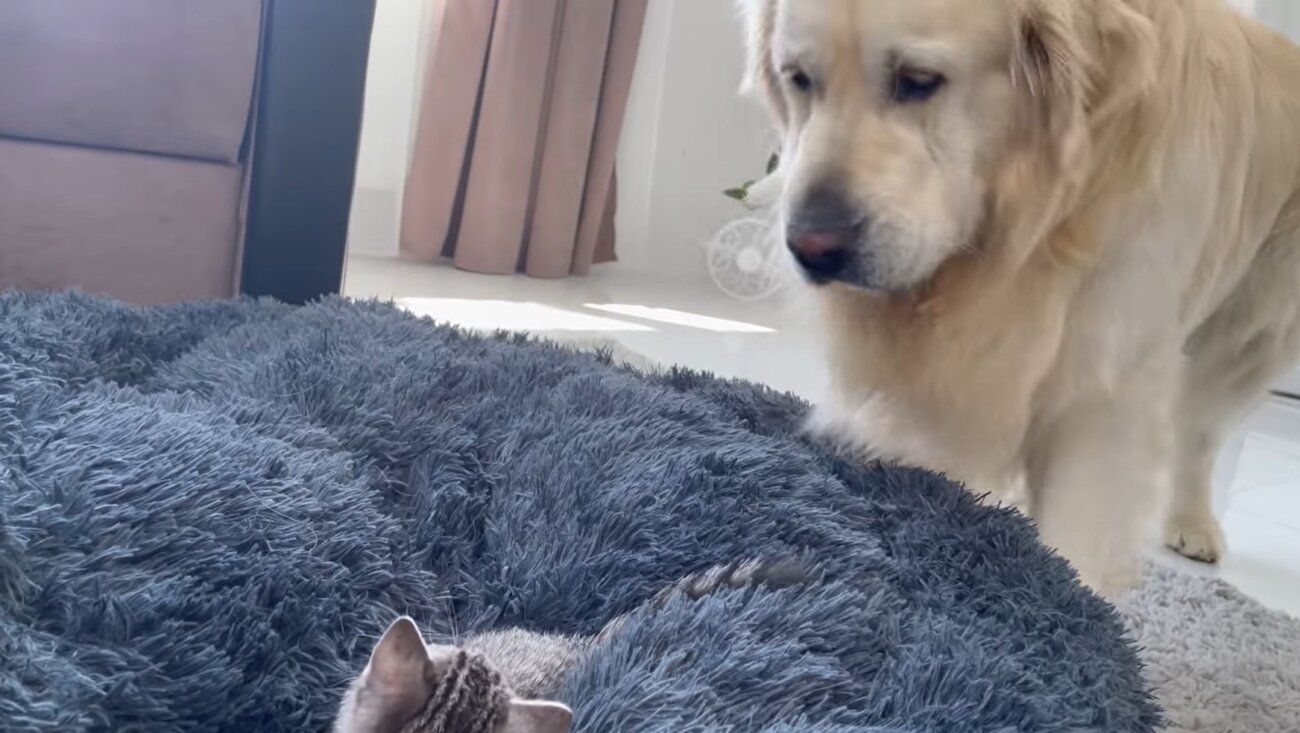 ゴールデンレトリーバー,動画