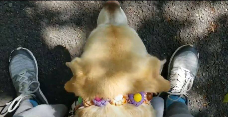 ラブラドールレトリーバー,動画