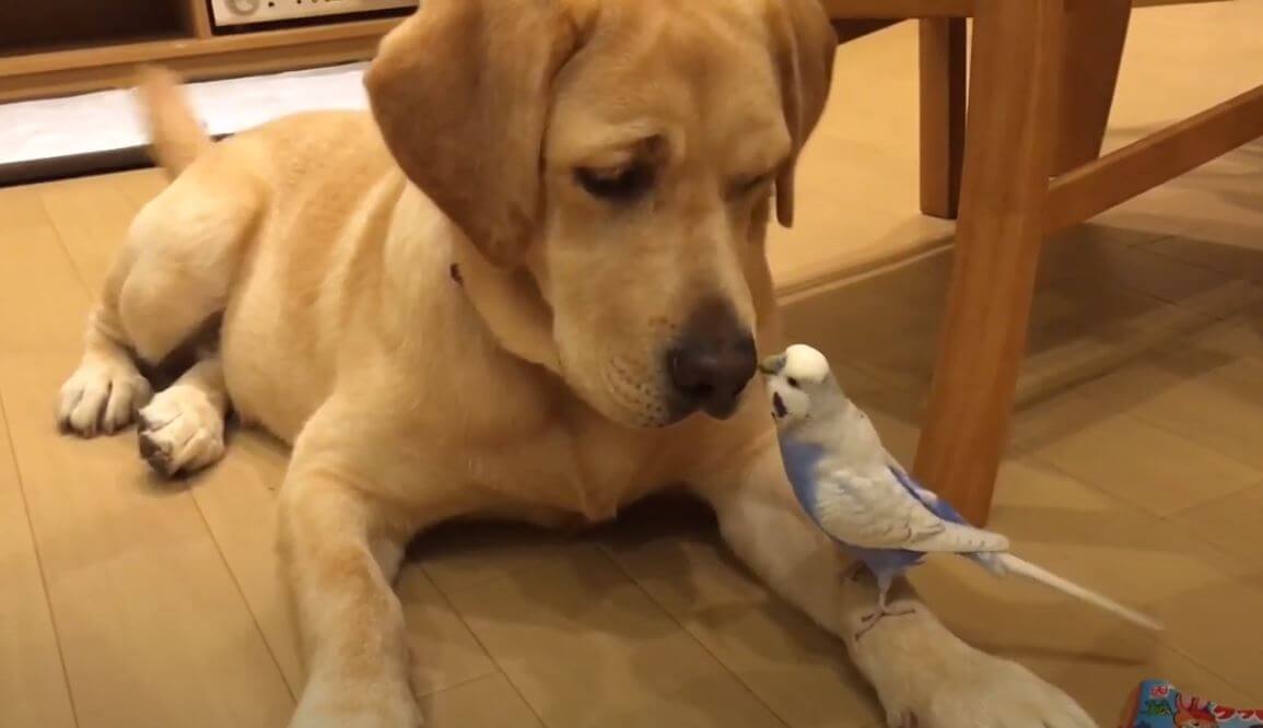 ラブラドールレトリーバー,動画