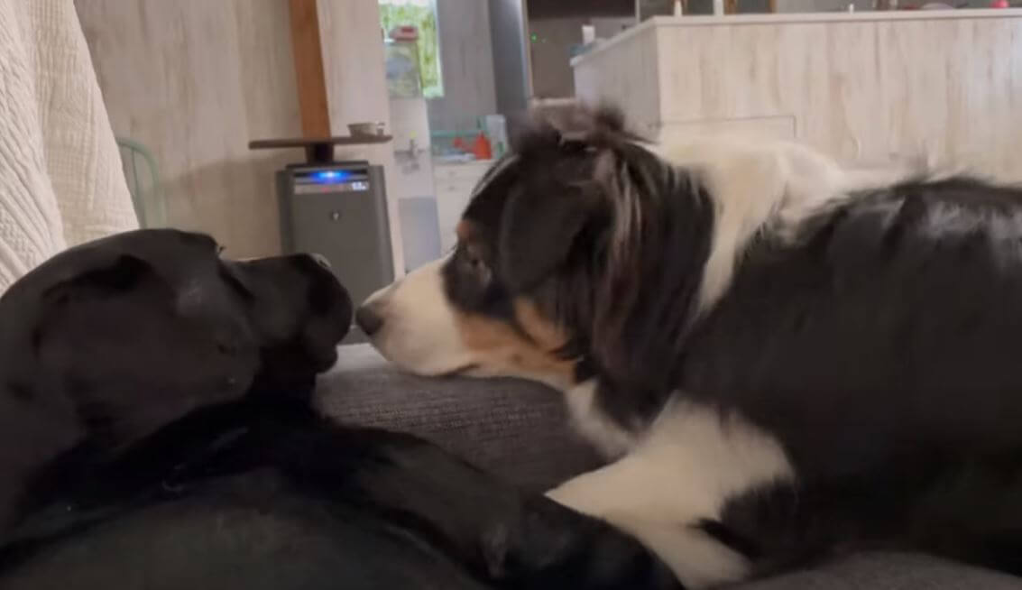 ラブラドールレトリーバー,動画