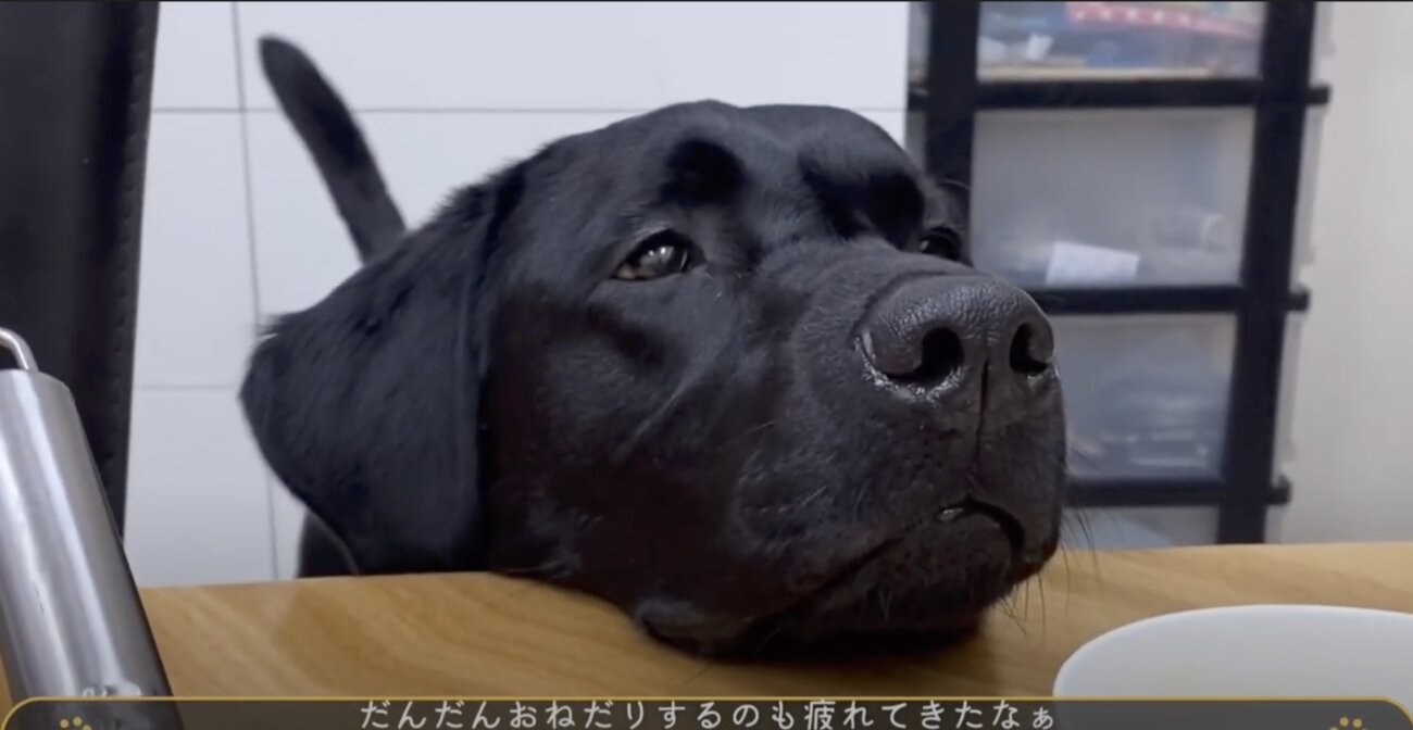 ラブラドールレトリーバー,動画