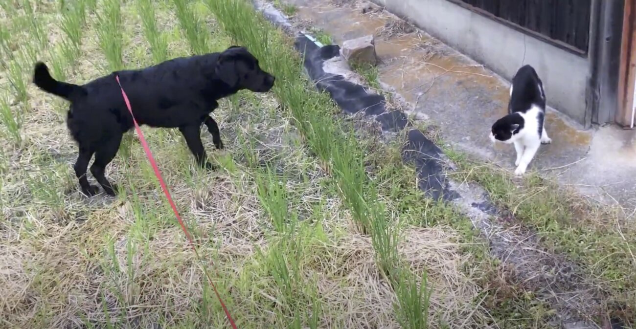 ラブラドールレトリーバー,動画