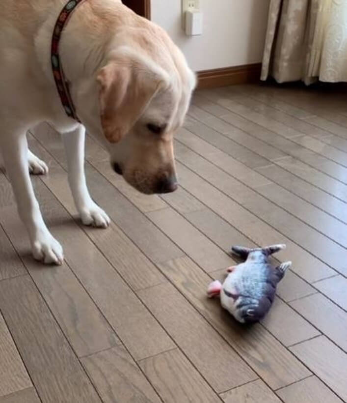 ラブラドールレトリーバー,動画