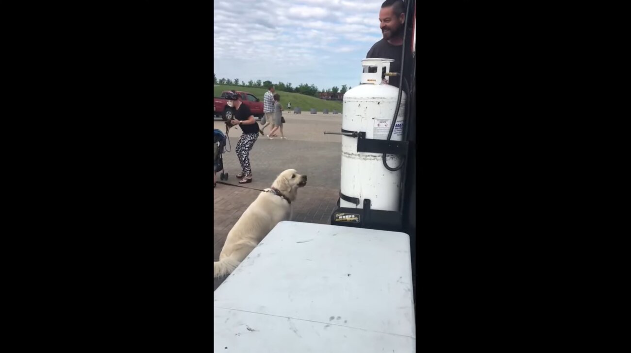 ゴールデンレトリーバー,動画