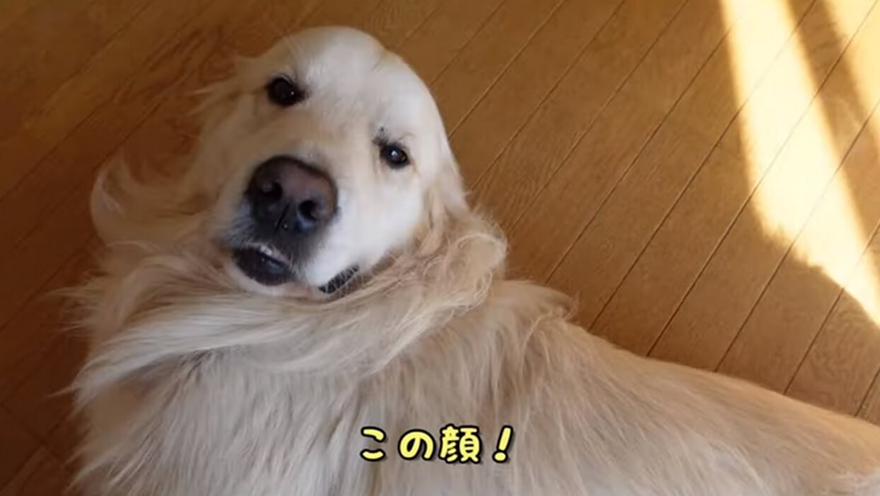 ゴールデンレトリーバー,動画