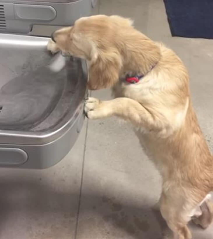 ゴールデンレトリーバー,動画