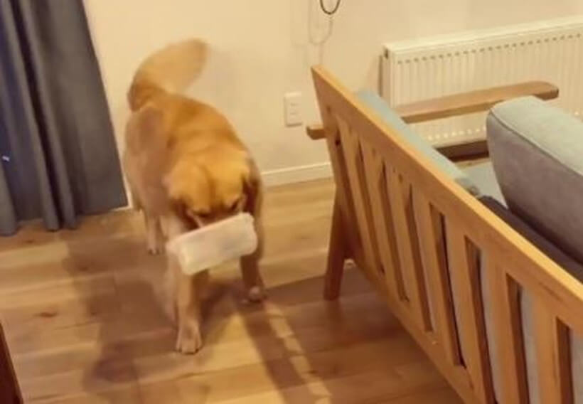 ゴールデンレトリーバー,動画