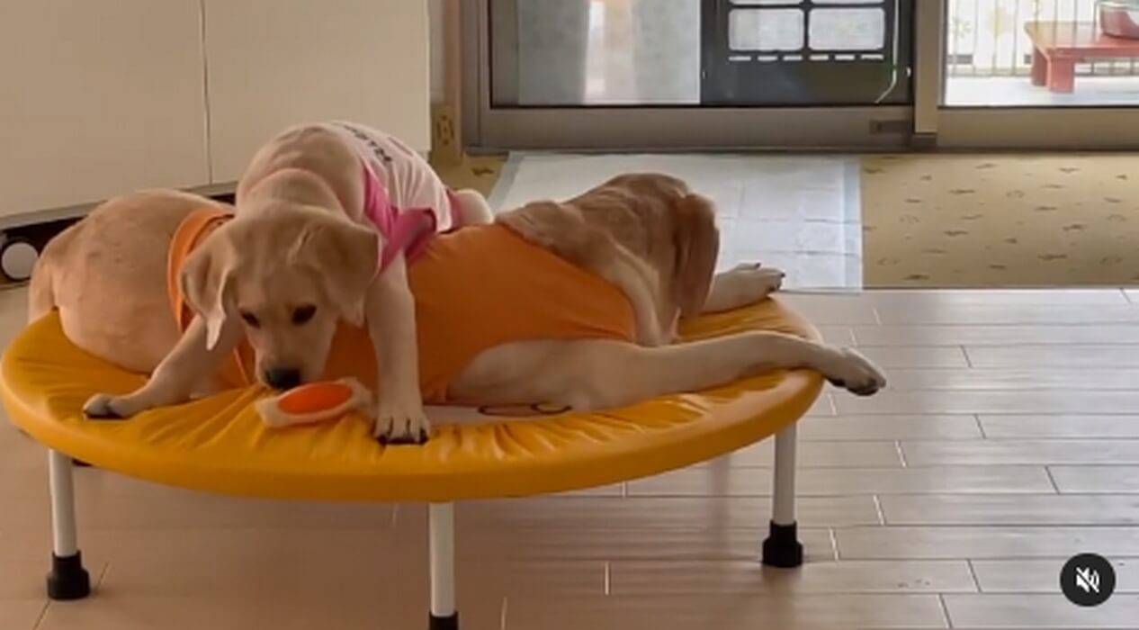 ラブラドールレトリーバー,動画