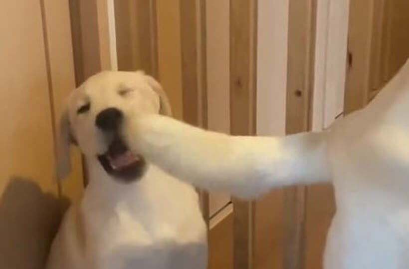 ラブラドールレトリーバー,動画