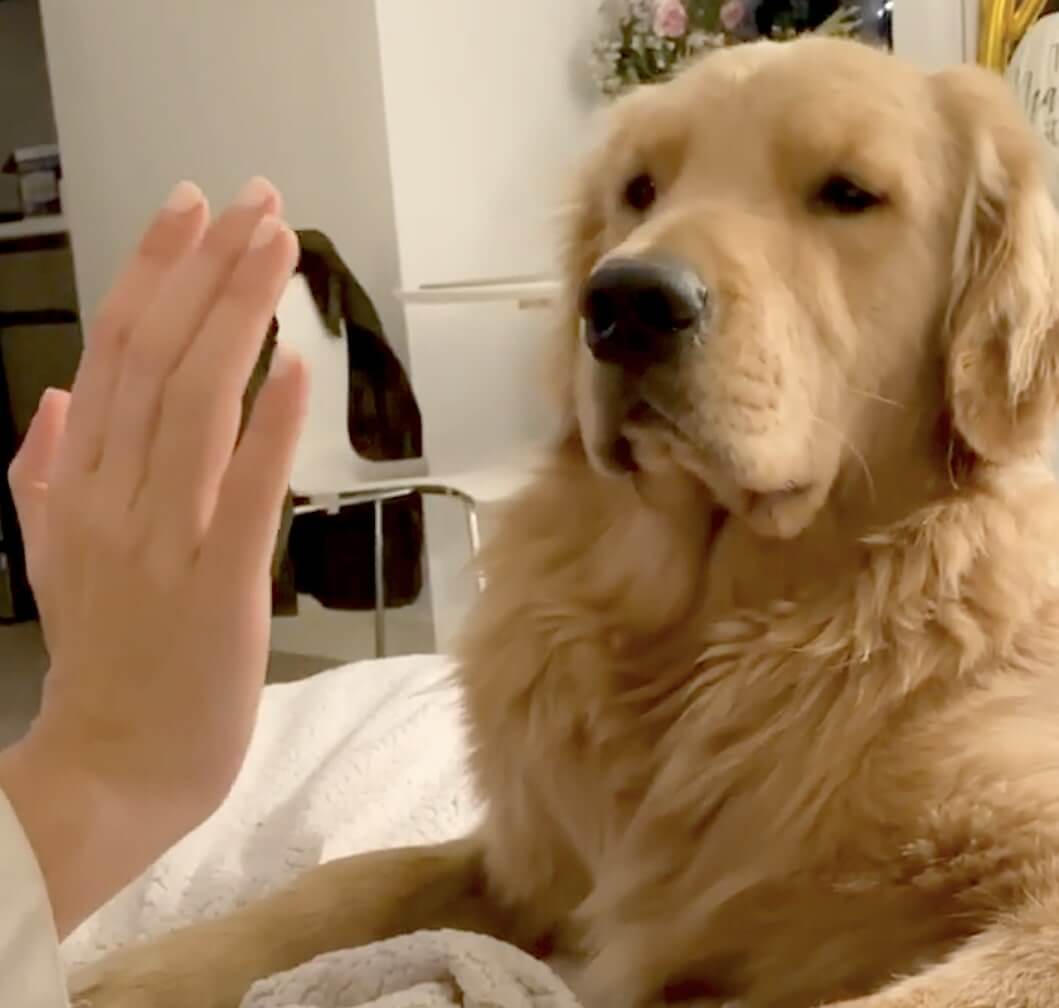 ゴールデンレトリーバー,動画