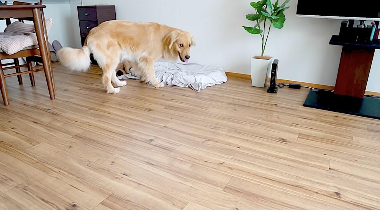 ゴールデンレトリーバー,動画