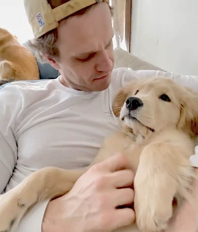 ゴールデンレトリーバー,動画