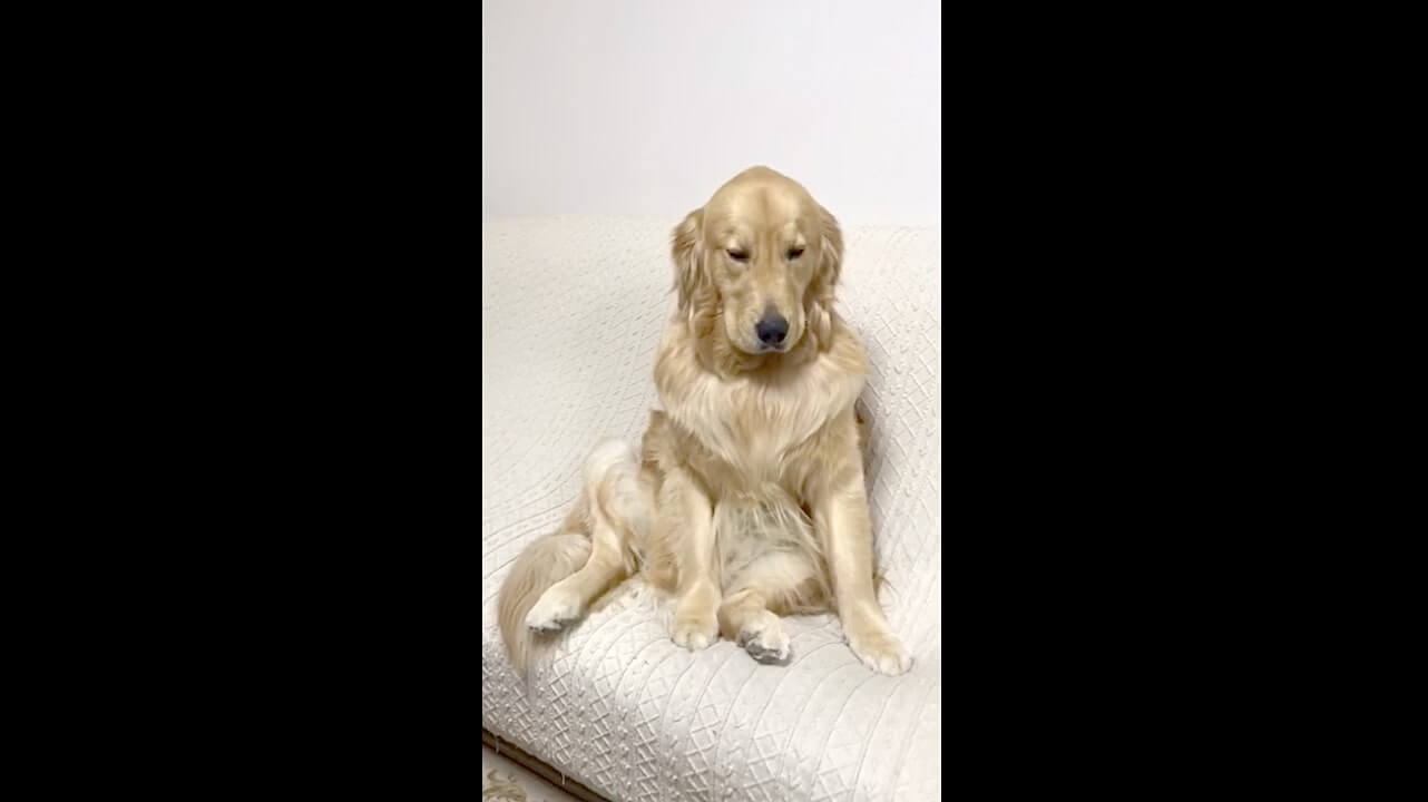 ゴールデンレトリーバー,動画