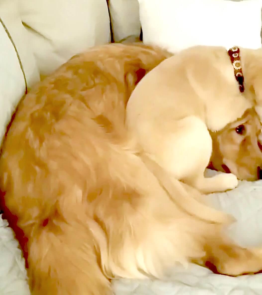 ゴールデンレトリーバー,動画