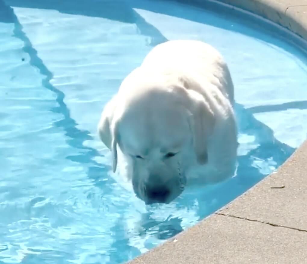 ラブラドールレトリーバー,動画