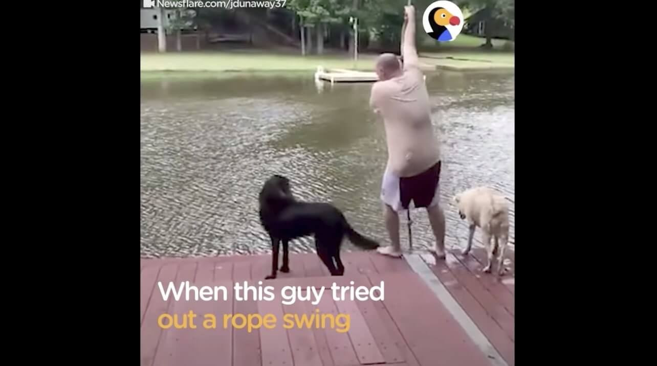 ラブラドールレトリーバー,動画