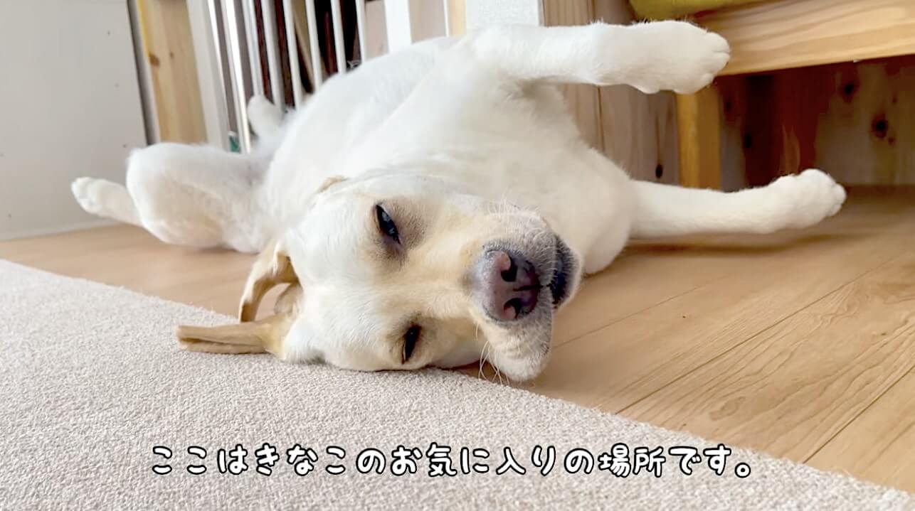 ラブラドールレトリーバー,動画