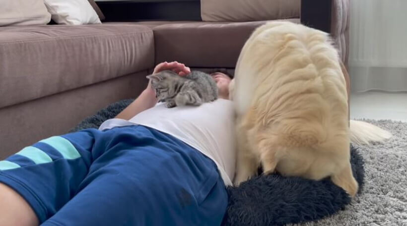 ゴールデンレトリーバー,動画