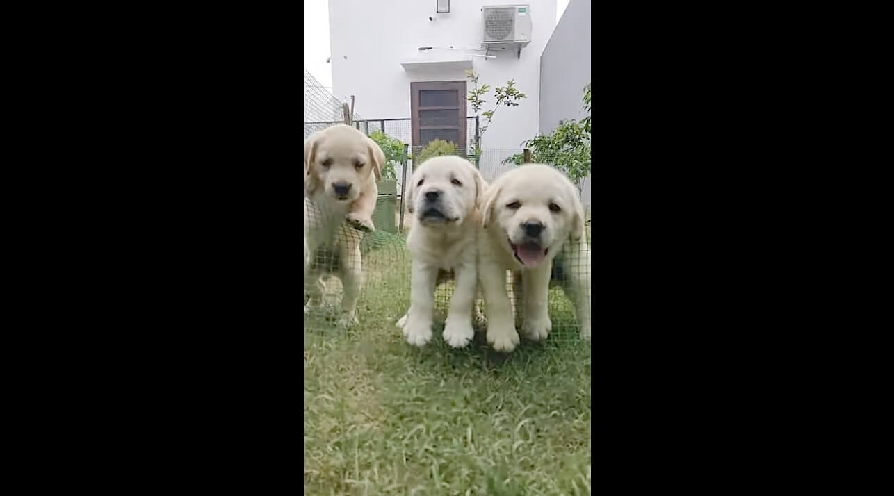 ラブラドールレトリーバー,動画