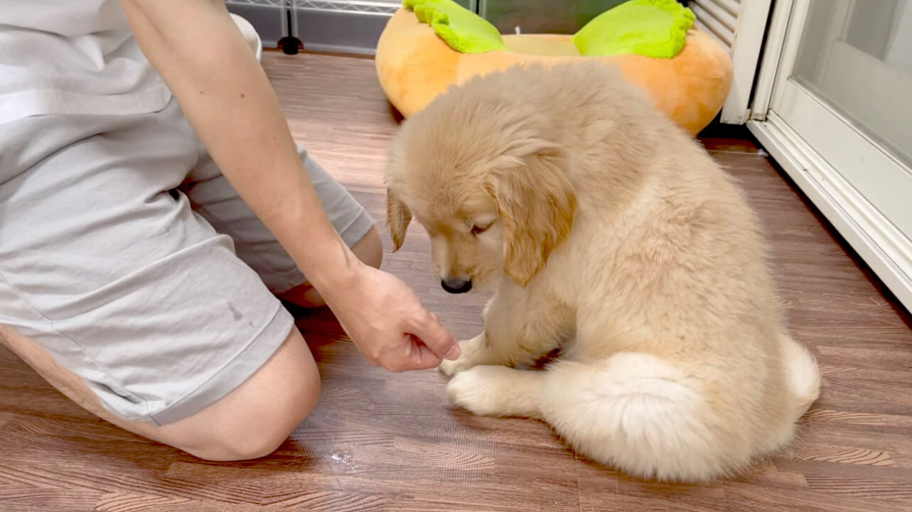 ゴールデンレトリーバー,動画