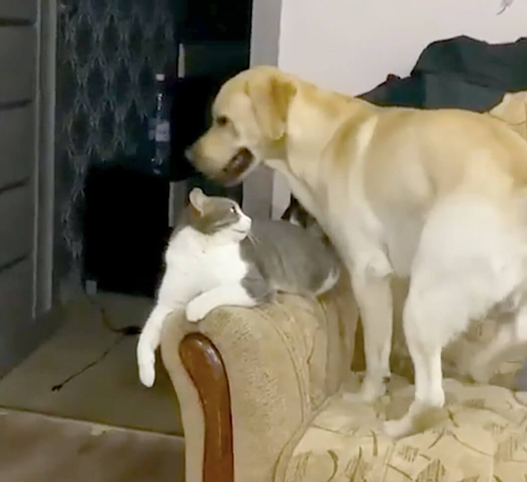 ラブラドールレトリーバー,動画