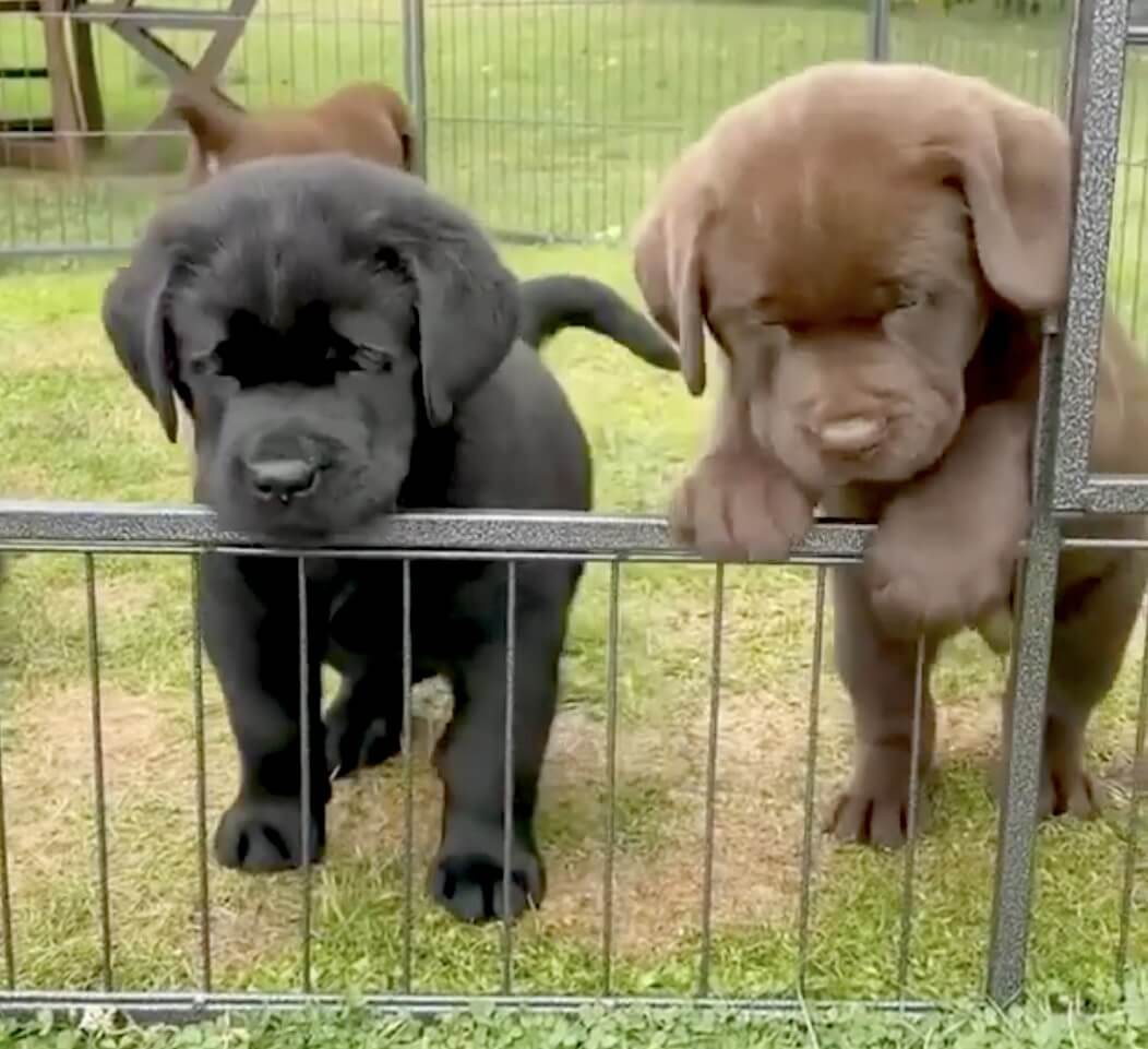 ラブラドールレトリーバー,動画