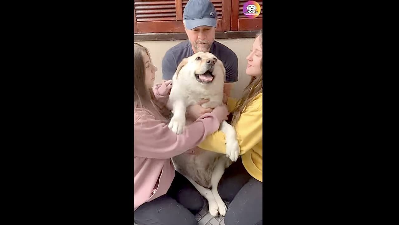 ラブラドールレトリーバー,動画