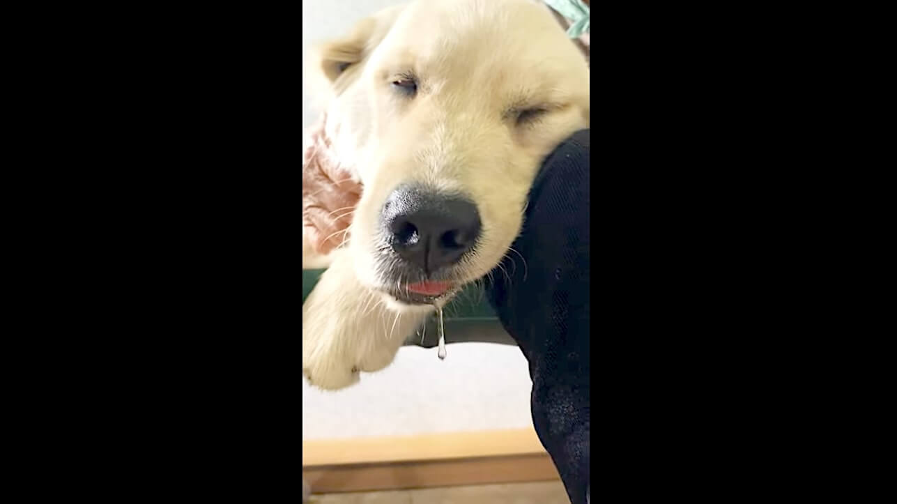 ゴールデンレトリーバー,動画