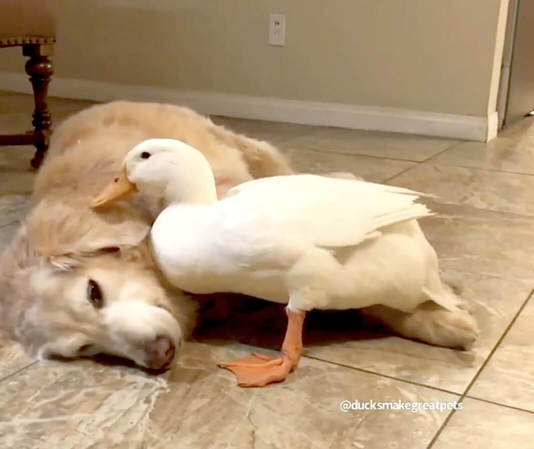 ゴールデンレトリーバー,動画