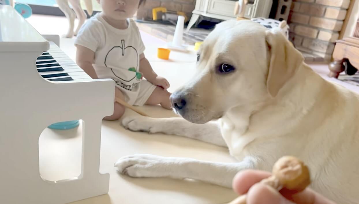 ラブラドールレトリーバー,動画